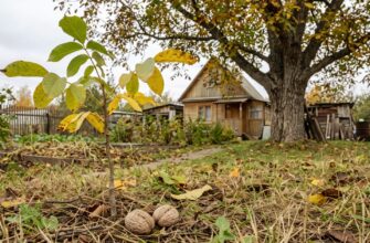 Молодой сеянец грецкого ореха рядом со взрослым деревом осенью