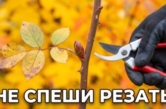 Осенняя почка розы рядом с раскрытым секатором