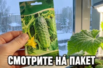 Пакет семян огурца на фоне зимнего окна и фитолампы