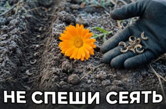 Семена календулы на холодной осенней почве
